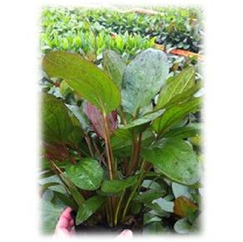 Echinodorus - Froschlöffel mutterpflanze mix